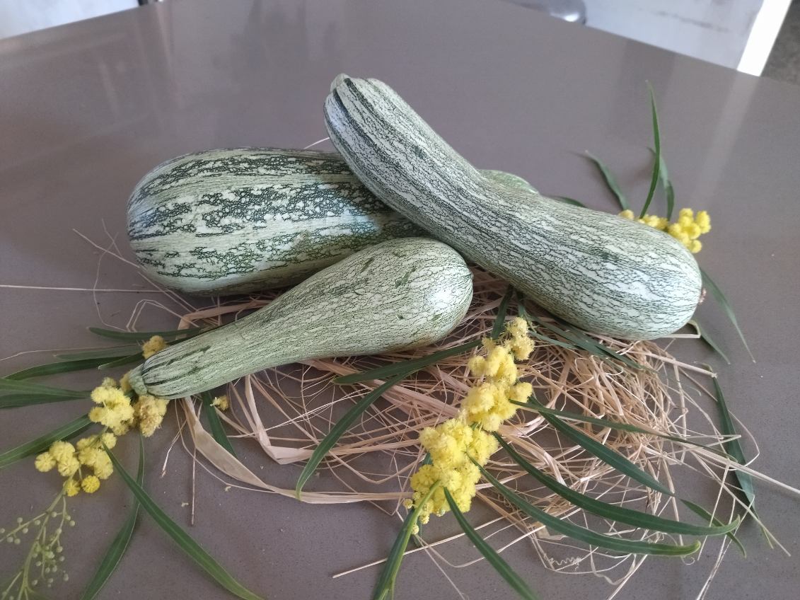 courgettes variété